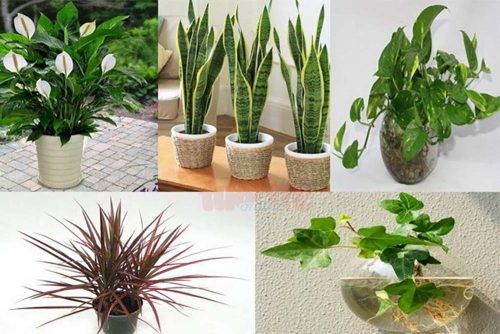 vật phẩm phong thủy 